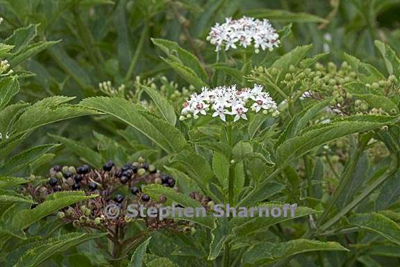 viburnum tinus 1 graphic